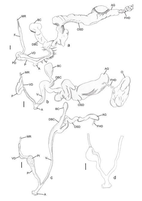 A Testacella Haliotidea Draparnaud 1801 From Collina Di Cavoretto