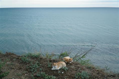 Can Feral Cats Be Pets and What It Takes to Care for Them