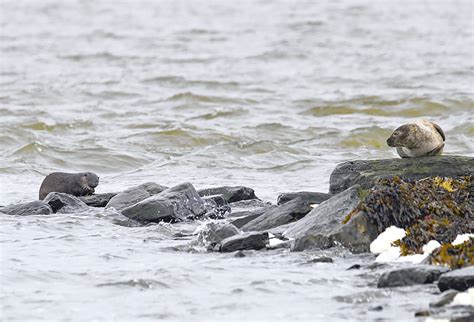 Wednesday wildlife – seal and otter – The Ness of Brodgar Excavation