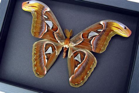 Attacus Atlas Male Xlarge Giant Framed Atlas Moth Over 8 Wingspan