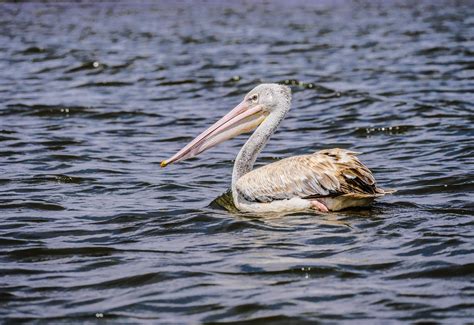 Pelikan Rötelpelikan See Lake Kostenloses Foto auf Pixabay Pixabay