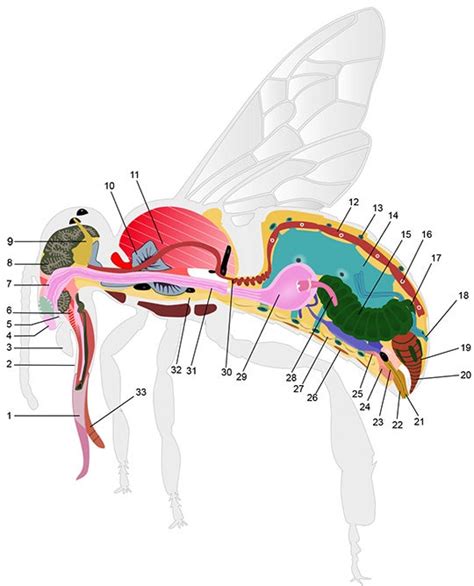 Drone Bee Anatomy - Picture Of Drone