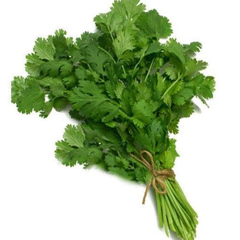 Fresh Coriander Leaves – Fresh Farmse