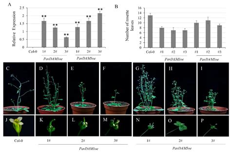 Ijms Free Full Text Dormancy Associated Mads Box Dam Genes