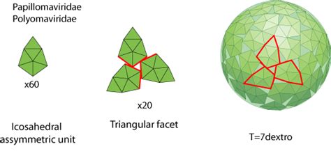 T 7 Icosahedral Capsid Protein ViralZone