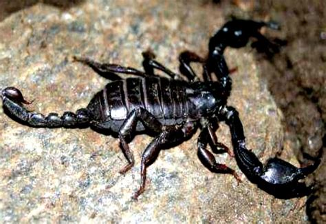 Nepi: Fauna selvatica - Insetti, Ragni e Lumache - Blog di Antiquaviva