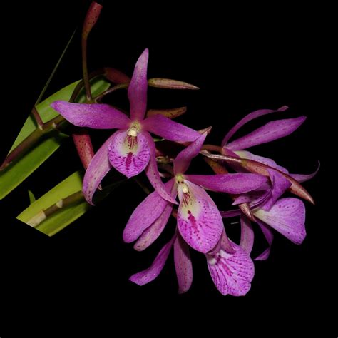 Brassavola Nodosa X Cattleya Bowringiana La Foresta Orchids