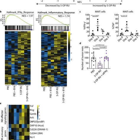 MAIT cell mediated enhancement of NK cell anti tumor function is IFN γ