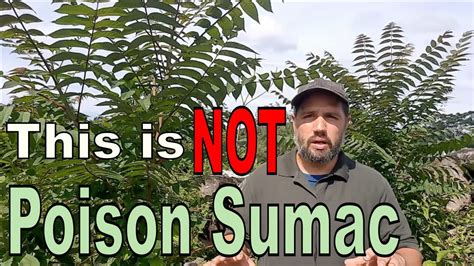 How To Identify Poison Sumac Youtube