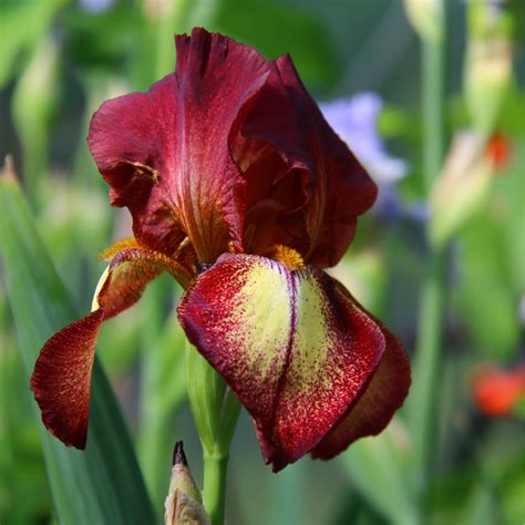 Iris Companion Plants Organic Gardener Pro