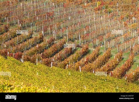 Rows Vineyard On Hill Stock Photo Alamy