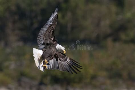 Bald Eagle Hunting stock image. Image of soaring, wild - 27609833