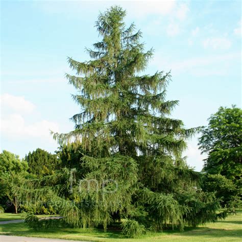 Plant Pictures: Larix decidua (European Larch, Larix)