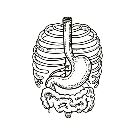 Vector Ilustración Del Esquema Del Sistema Digestivo Humano Vector Premium