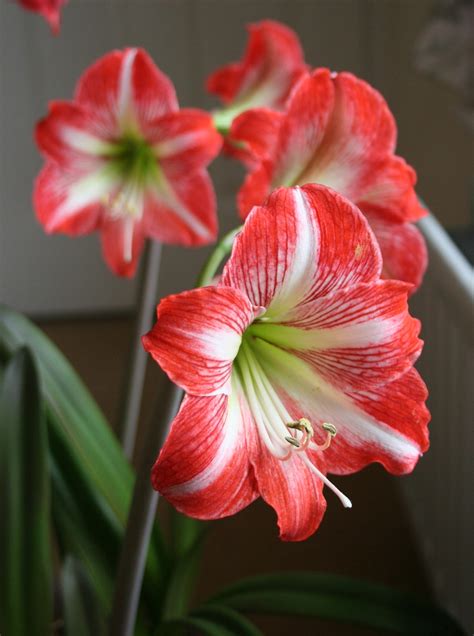 Pagus Soham: Hippeastrum