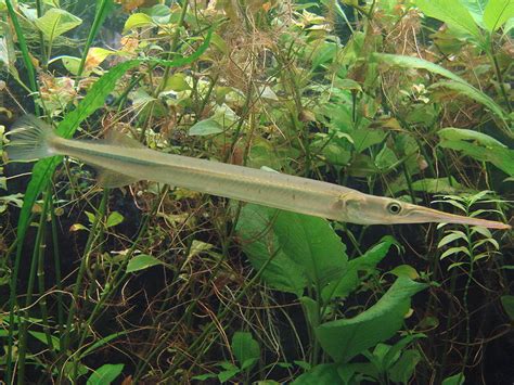 Needlefish Information for Kids