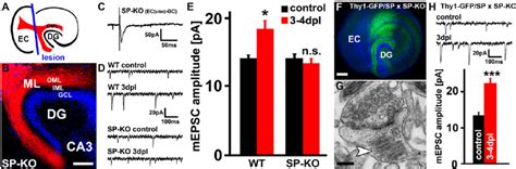 Denervation Induced Homeostatic Synaptic Strengthening Is Not Observed