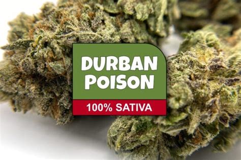 Durban Poison Strain Review & Information - The Chronic Beaver