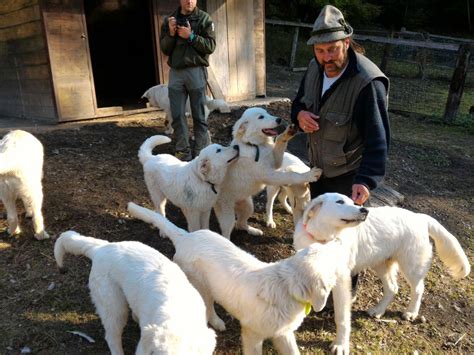 Il Pastore Maremmano Abruzzese Per Proteggere Il Gregge Come Una Volta