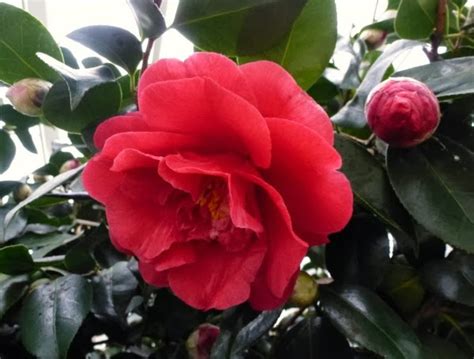 11 Diferentes Variedades De Camelias Guía De Jardín