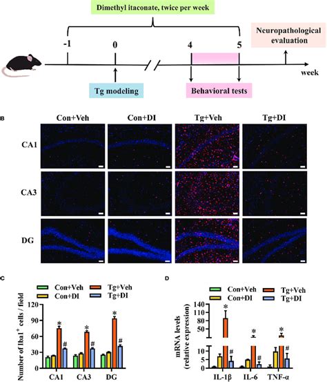 Dimethyl Itaconate Ameliorates The Neuroinflammation In T Gondii