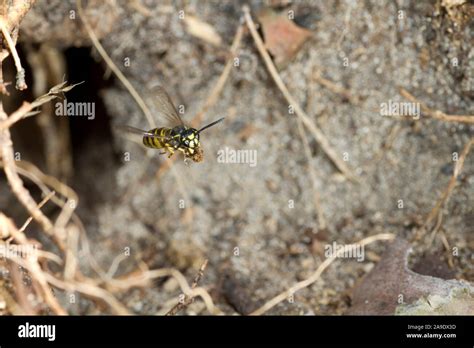 Common wasp in the approach on nest Stock Photo - Alamy