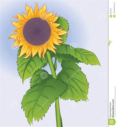 Girasol Floreciente De La Flor Ilustraci N Del Vector Ilustraci N De