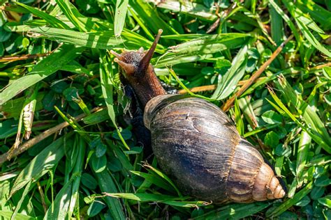 Dangerous Giant Snails Spark Quarantine In South Florida County Iheart