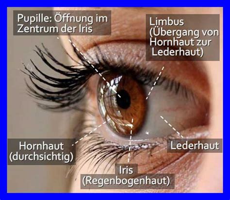 Menschliches Auge Aufbau Und Funktion