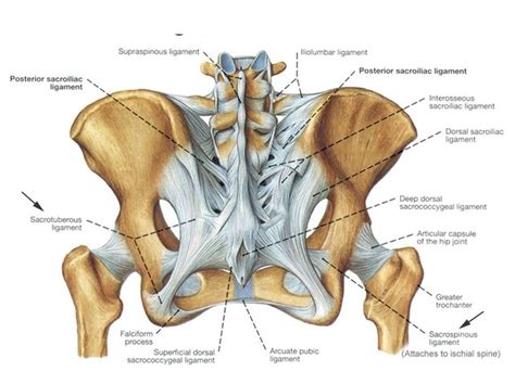 Sacroiliac Ligaments Diagram Quizlet