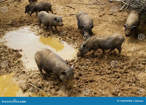 Pigs In Mud Stock Photo Image Of Piglet Range Pork 156694988