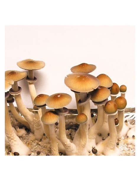 Buy Psilocybe Cubensis Hawaii Mycotek Inject