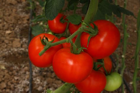 Tomato Indeterminate Type Shneor Seed Co