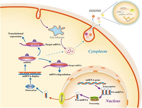 Schematic Illustration Of Biogenesis And Release Of Exosomal Mirnas