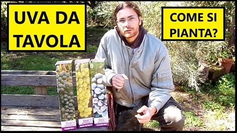 Come Piantare La Vite Da Uva Da Tavola Con Le Barbatelle Tutorial