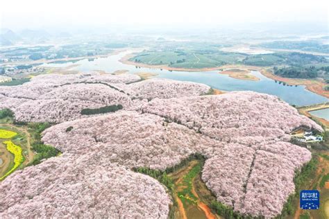 Guizhou Des Milliers De Cerisiers En Pleine Floraison Guiyang