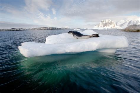 Leopard Seal | Facts, pictures & more about Leopard Seal