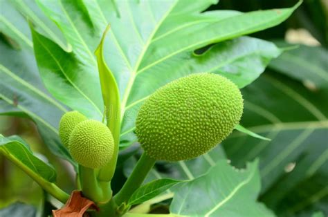 Breadfruit the Fruit Tree is Translated into Three Meals. and Medicines ...