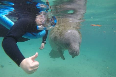 Guided Small Group Manatee Snorkeling Tour With In-Water Photographer ...