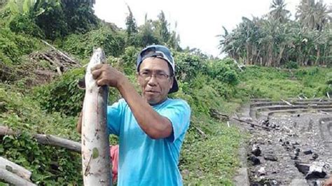 Cerita Ikan Masapi Selamatkan Nenek Moyang Bugis Dari Belanda