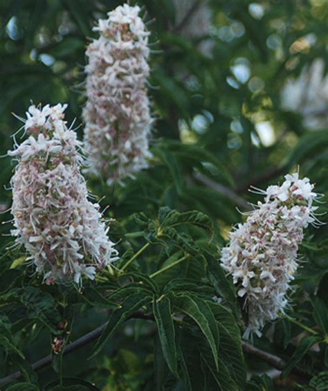 California buckeye - Sacramento Tree Foundation