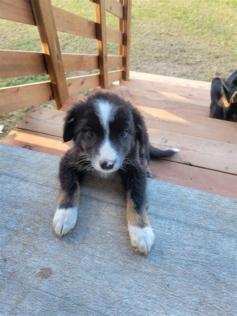 Border Collie Blue Heeler puppies | Dogs & Puppies for Rehoming ...