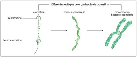 Em Células Eucariotas A Cromatina Pode Se Apresentar Como E Quizlet