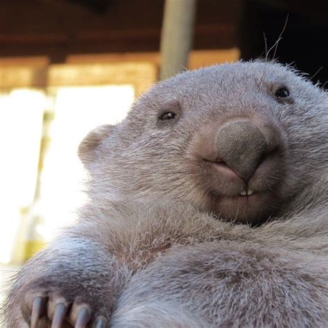 23 Adorable Quokkas to Brighten Your Day | Funny wombats