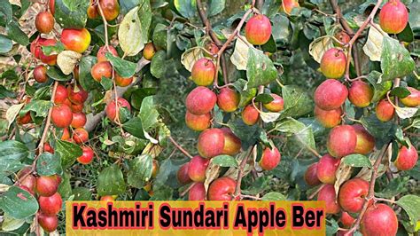 Kashmiri Sundari Apple Ber Apple Ber Farming In India Apple Ber Plant