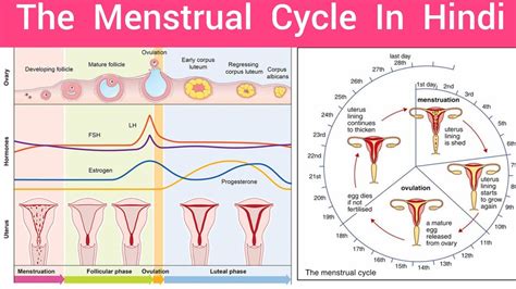 The Menstrual Cycle Menstrual Cycle In Hindi Female Reproductive Cycle Hindi Hormone