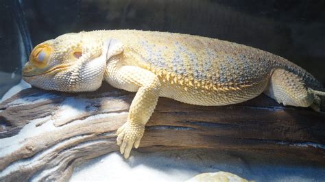 The Spiritual Significance Of Bearded Dragon In Dreams Unveiling The