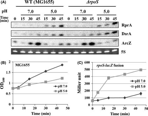 Induction Of Rpos Activating Srnas And Activation Of Rpos Translation