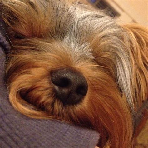 10 Secret And Surprising Ways Your Yorkie Says I Love You Yorkie Corner