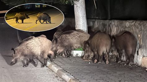 Bodrum da aç kalan yaban domuzları şehir merkezinde cirit attı